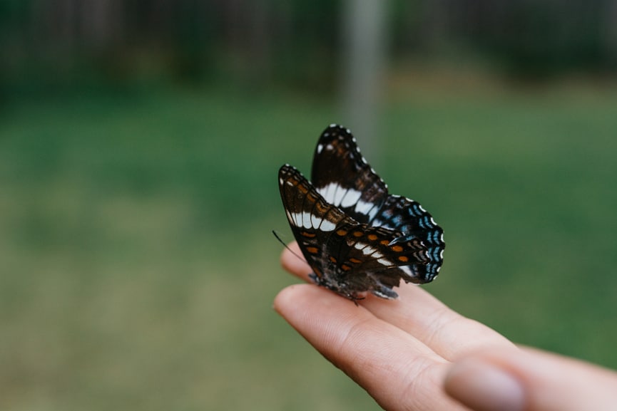 Woman holding butterfly on her hand