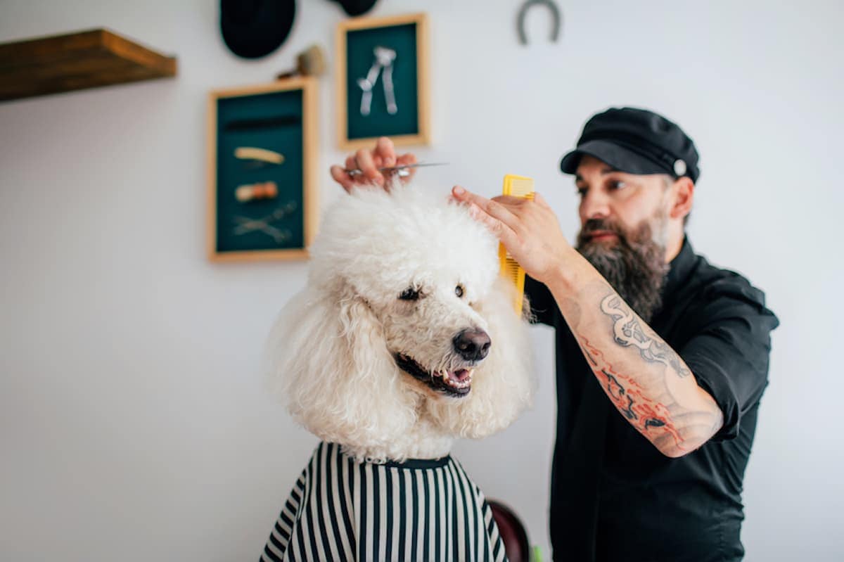 dog groomer cutting hair of French poodle