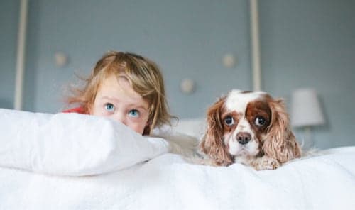 Child and dog on bed.