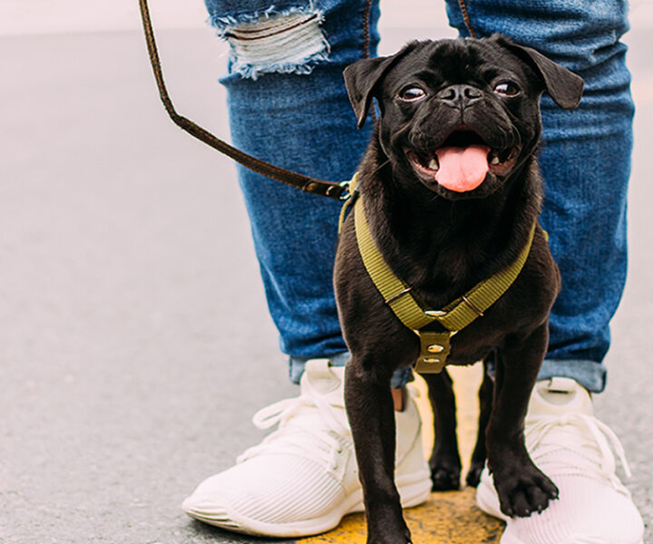 A small dog standing with a person