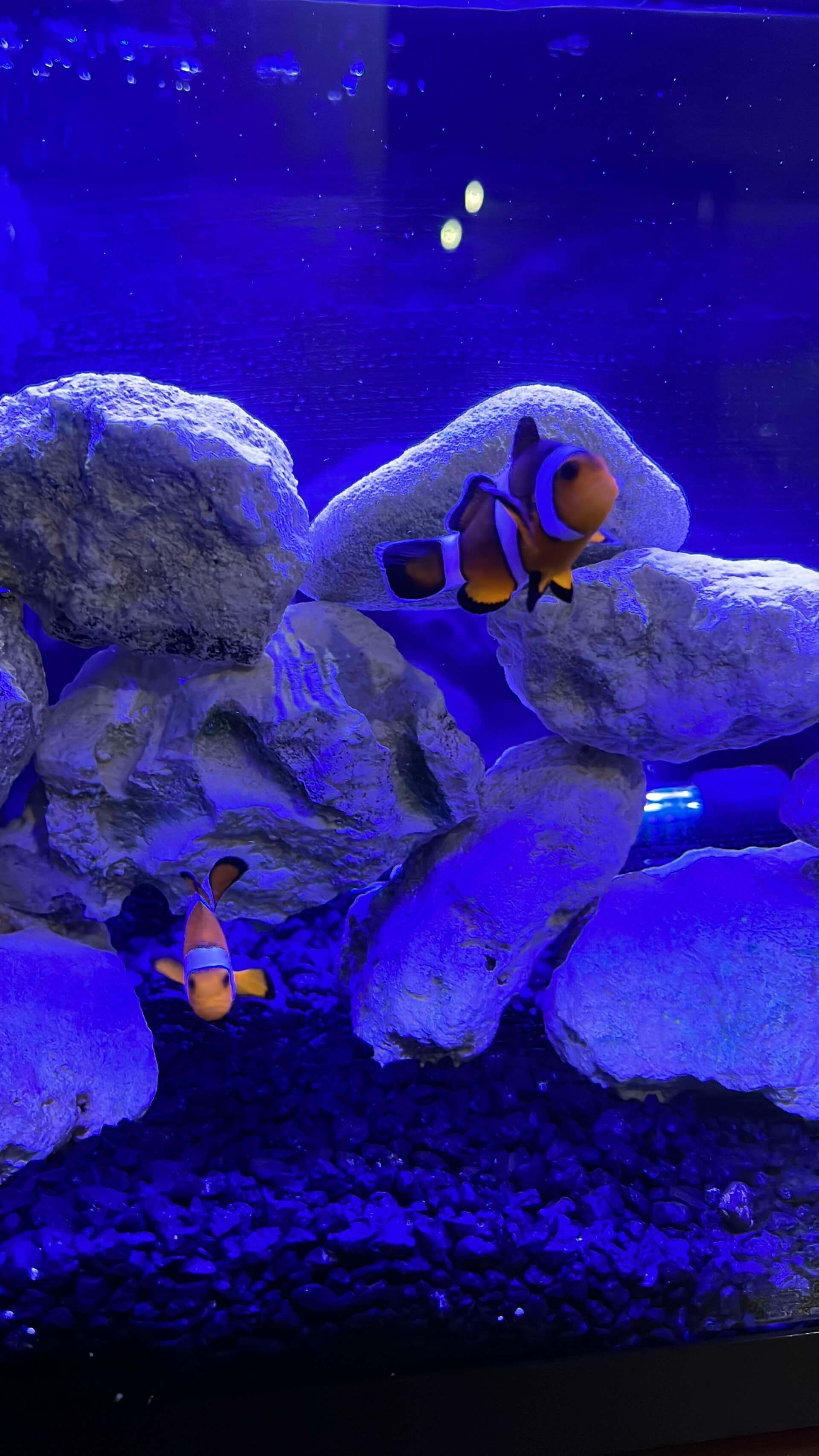 acquarium