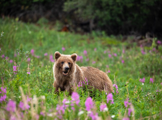 A brown bear standing in a field of flowers.