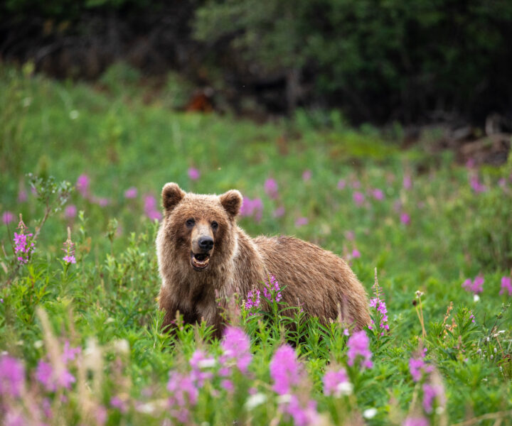 A brown bear standing in a field of flowers.