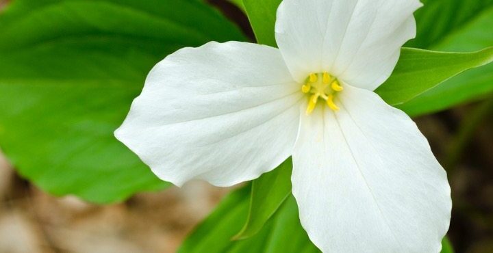 A picture of white flower.