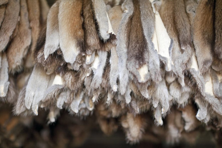 Animal pelts