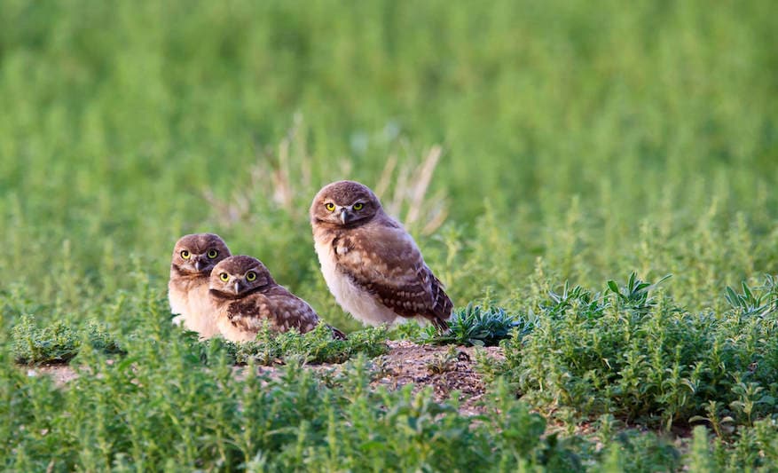A family of birds in the wild.