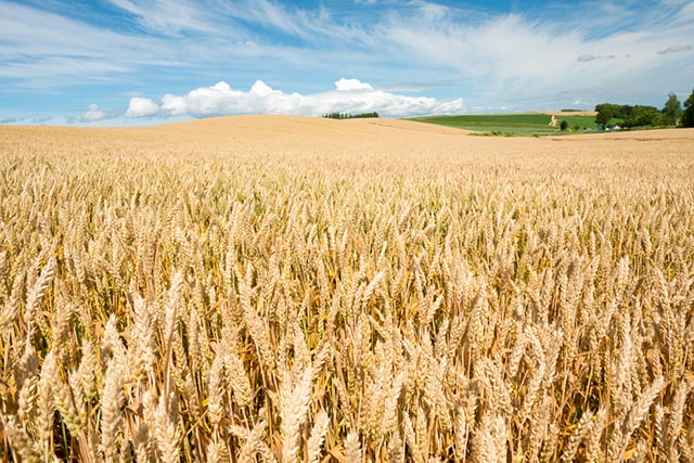 Farming field of grain during the day