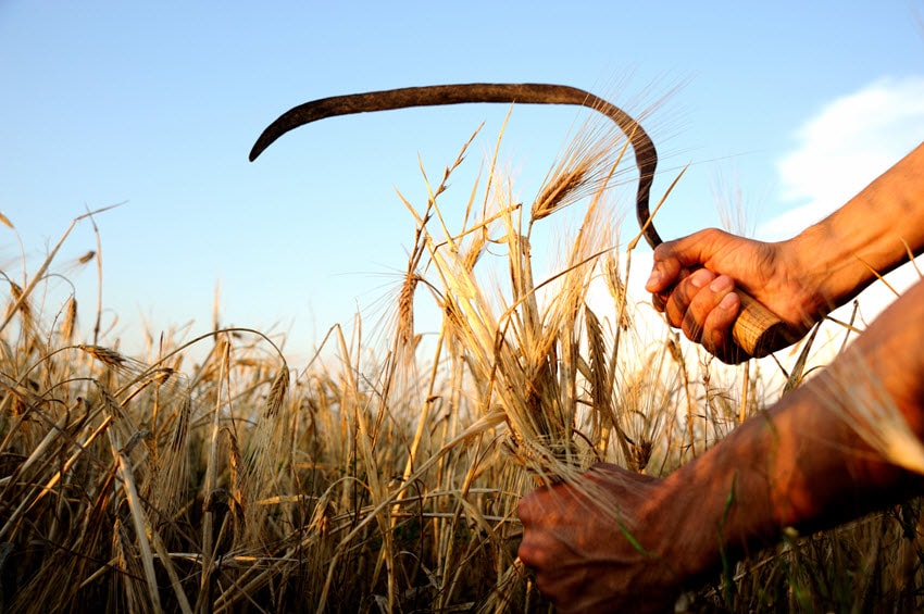 Harvesting wheat