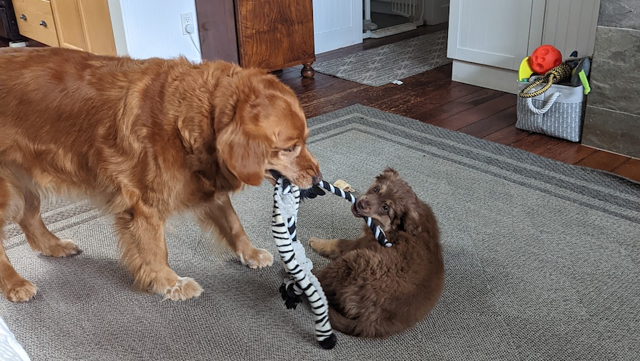 A dog playing with a stuffed animal in the snow.